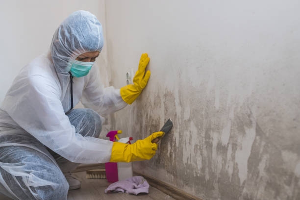 Biohazard Mold Removal in Shark River Hills, NJ