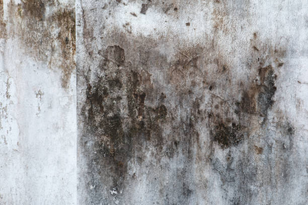Mold Documentation for Insurance Claims in Shark River Hills, NJ