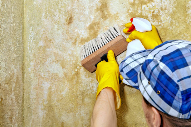 Best Mold Odor Removal Services  in Shark River Hills, NJ