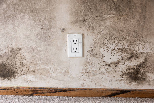 Best Air Quality Testing for Mold Spores  in Shark River Hills, NJ