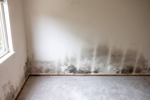Biohazard Mold Removal in Shark River Hills, NJ