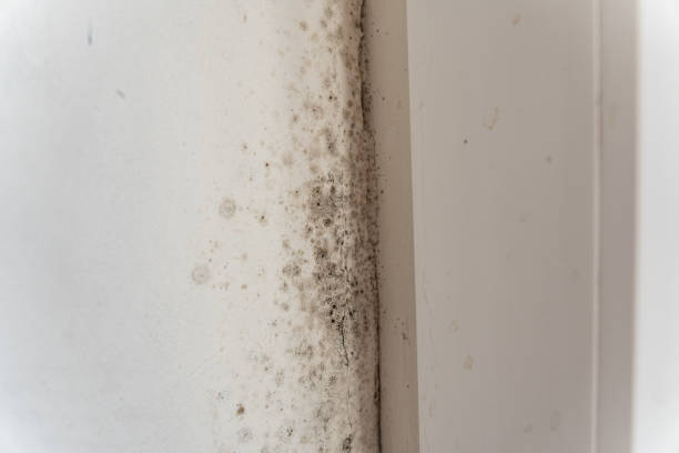 Best Mold Removal for HVAC Installations  in Shark River Hills, NJ