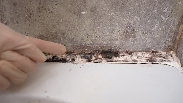 Best Environmental Consulting for Mold Prevention  in Shark River Hills, NJ